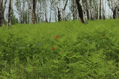 Pteridium latiusculum japonicum