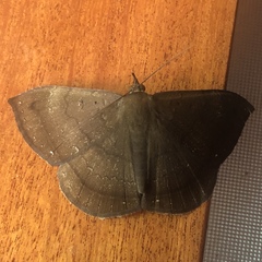 Hemeroblemma scolopacea