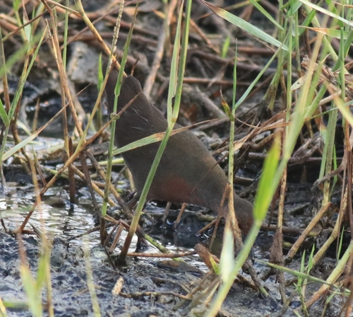 Ruddy-breasted Crake (Zapornia fusca), photo 7