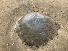Rhopilema nomadica