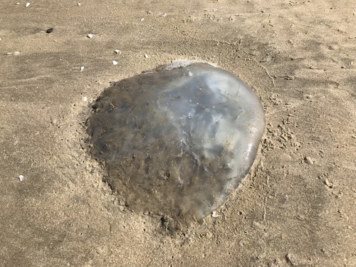 Nomad Jelly
