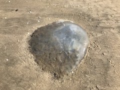 Rhopilema nomadica