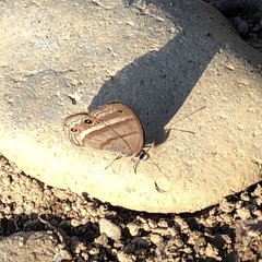 Cissia proba