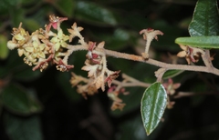 Pomaderris paniculosa