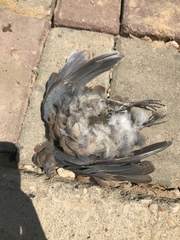 Streptopelia senegalensis