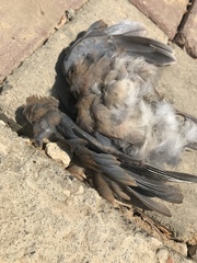 Streptopelia senegalensis