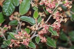 Pomaderris paniculosa