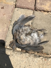 Streptopelia senegalensis