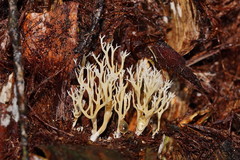 Phaeoclavulina ochracea