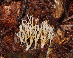 Phaeoclavulina ochracea