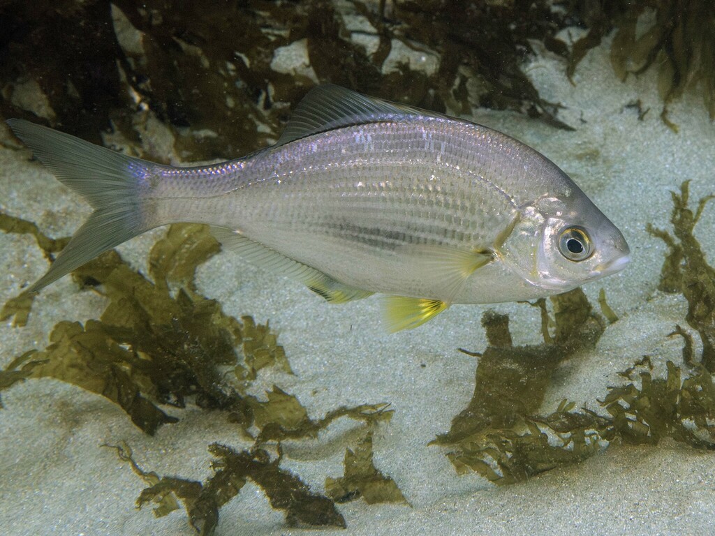 White Seaperch