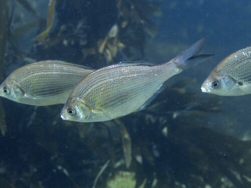 White seaperch (Phanerodon furcatus) — Embiotocidae — 4