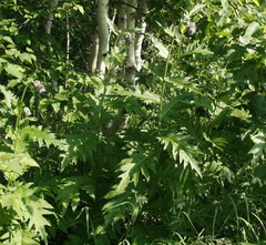 Cirsium kamtschaticum
