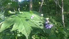 Aconitum fischeri