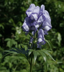 Aconitum maximum