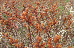 Myrica gale tomentosa