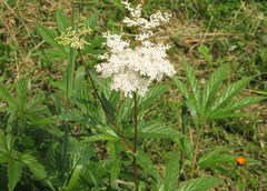 Filipendula palmata