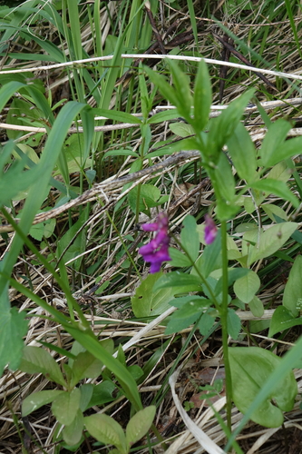 Frolov’s vetchling (Lathyrus frolovii)