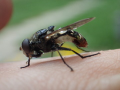 Sericomyia lata