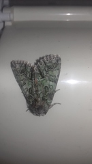 Polyphaenis sericata