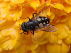 Sericomyia lata