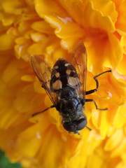 Sericomyia lata