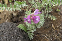 Oxytropis exserta