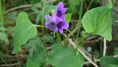 Viola kamtschadalorum