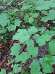 Ribes maximoviczianum