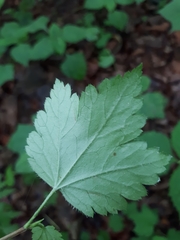 Ribes maximoviczianum