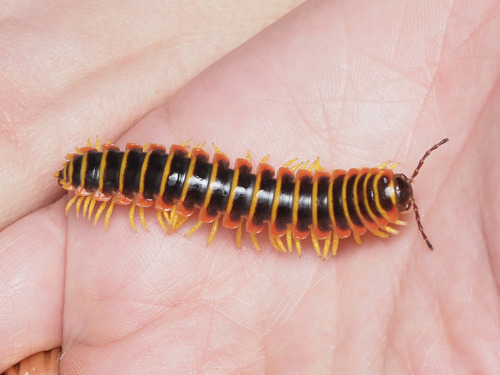 Black-and-gold Flat Millipede