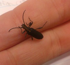 Enoploderes vitticollis