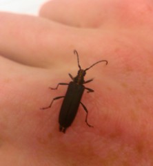 Enoploderes vitticollis