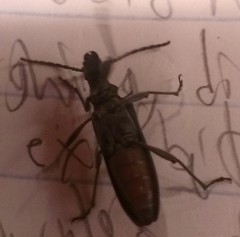 Enoploderes vitticollis