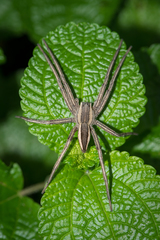 Dolomedes sulfureus