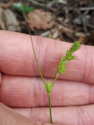Carex deweyana var. collectanea