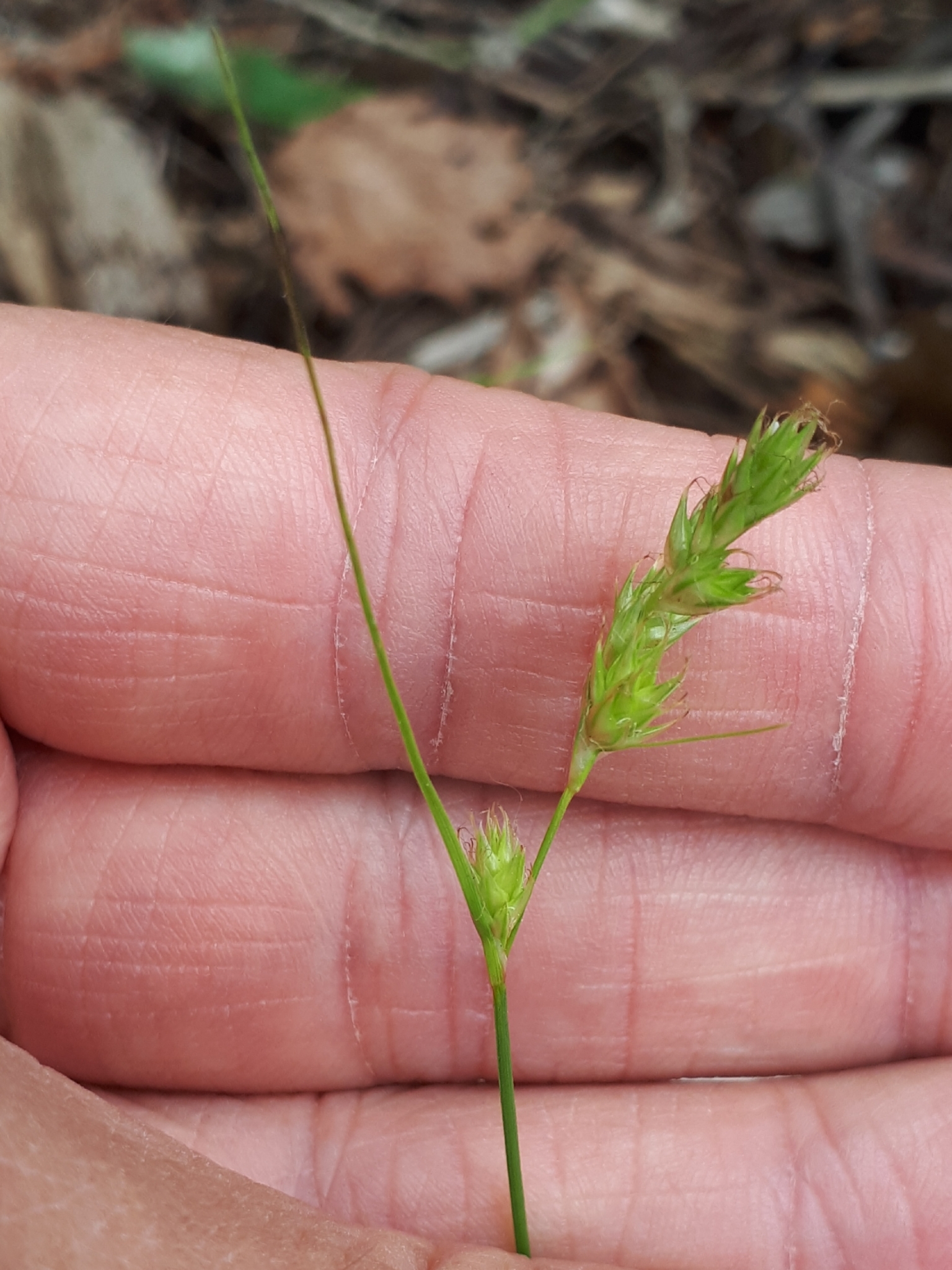 Carex deweyana var. collectanea