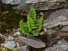 Dryopteris alpestris