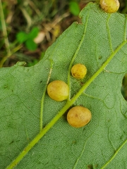 Pediaspis aceris