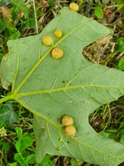 Pediaspis aceris