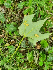 Pediaspis aceris