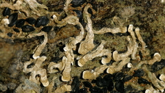 Galeolaria caespitosa