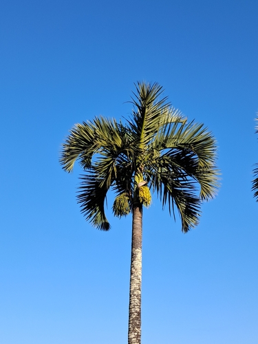 Manambe palm