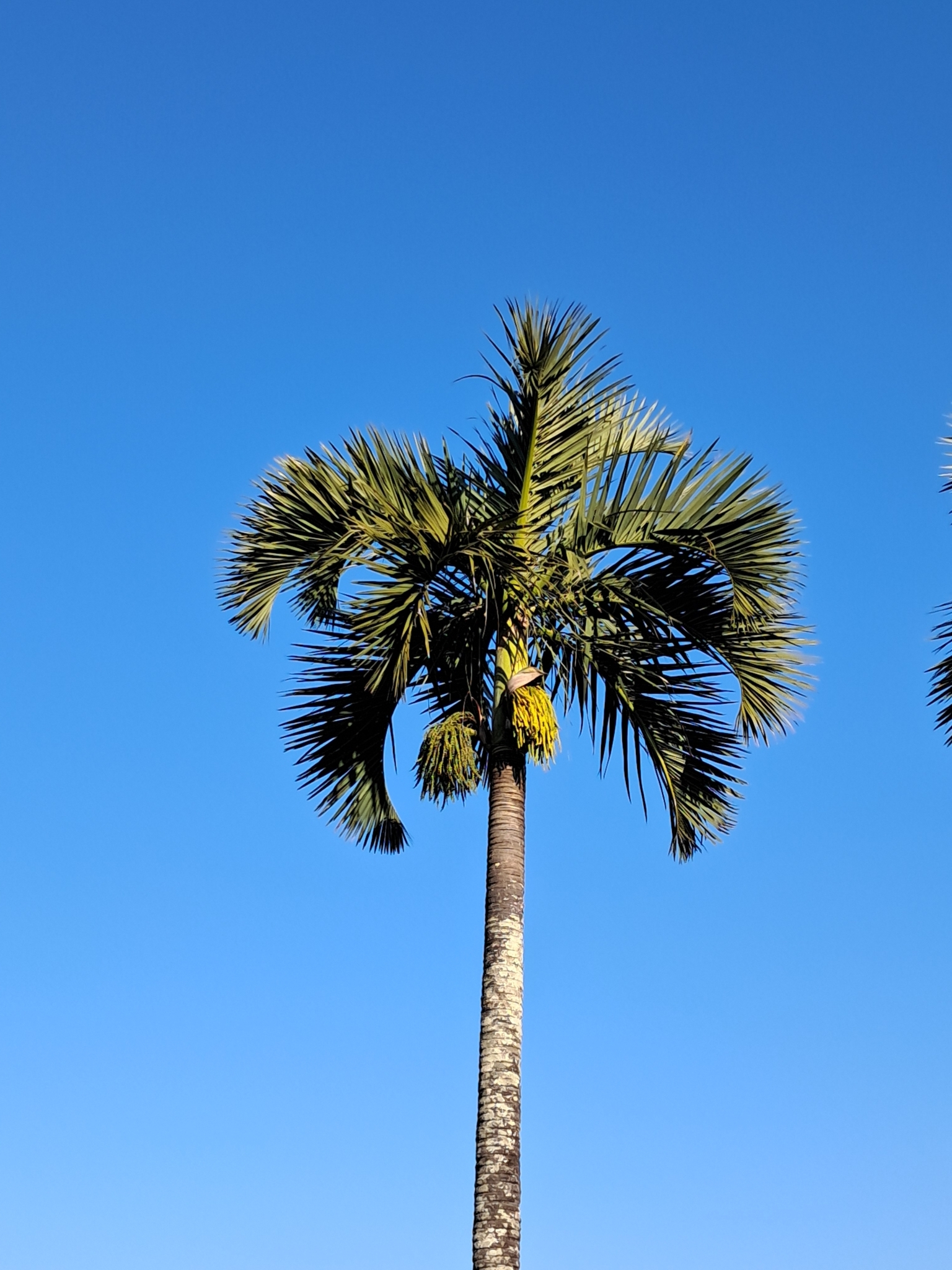 Manambe palm (Dypsis decipiens) · iNaturalist