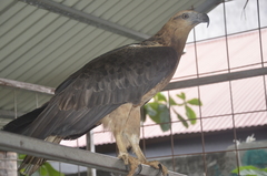Haliaeetus leucogaster