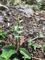 Platanthera brevicalcarata