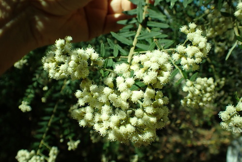 Ozothamnus rufescens observed 2024-09-20