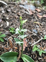 Platanthera brevicalcarata