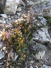 Veronica morrisonicola