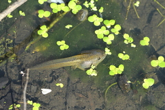 Pelobates vespertinus